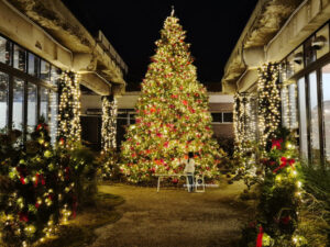 크리스마스 트리