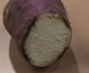 검은무늬병 이포메아마론