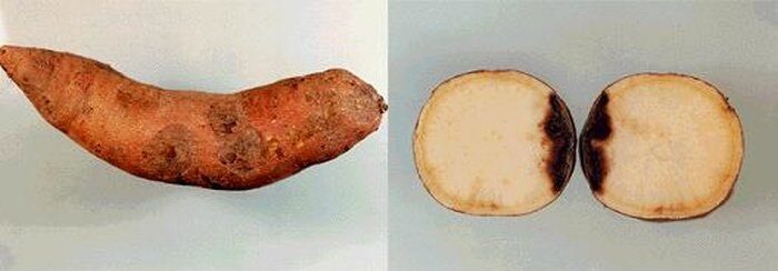 고구마 검은무늬병 이포메아마론