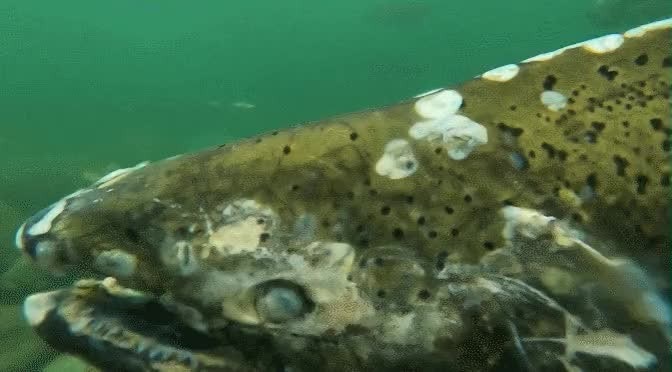 부패로 눈이 흐려진 좀비 물고기 연어의 얼굴을 근접 촬영한 물속 장면